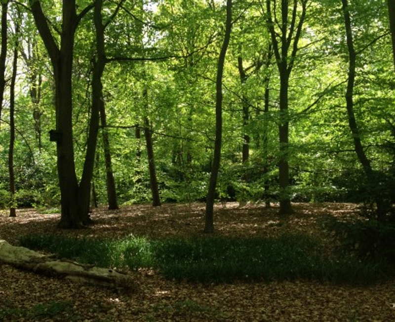 Il parco Efteling immerso in un bosco