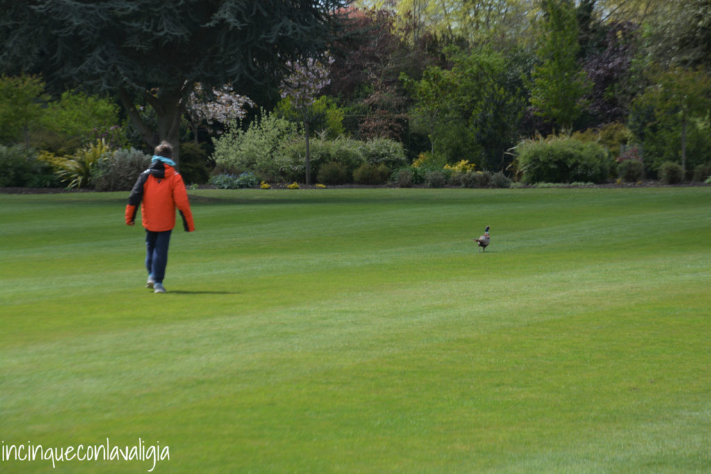 Fagiani nel parco Fagiano nel parco