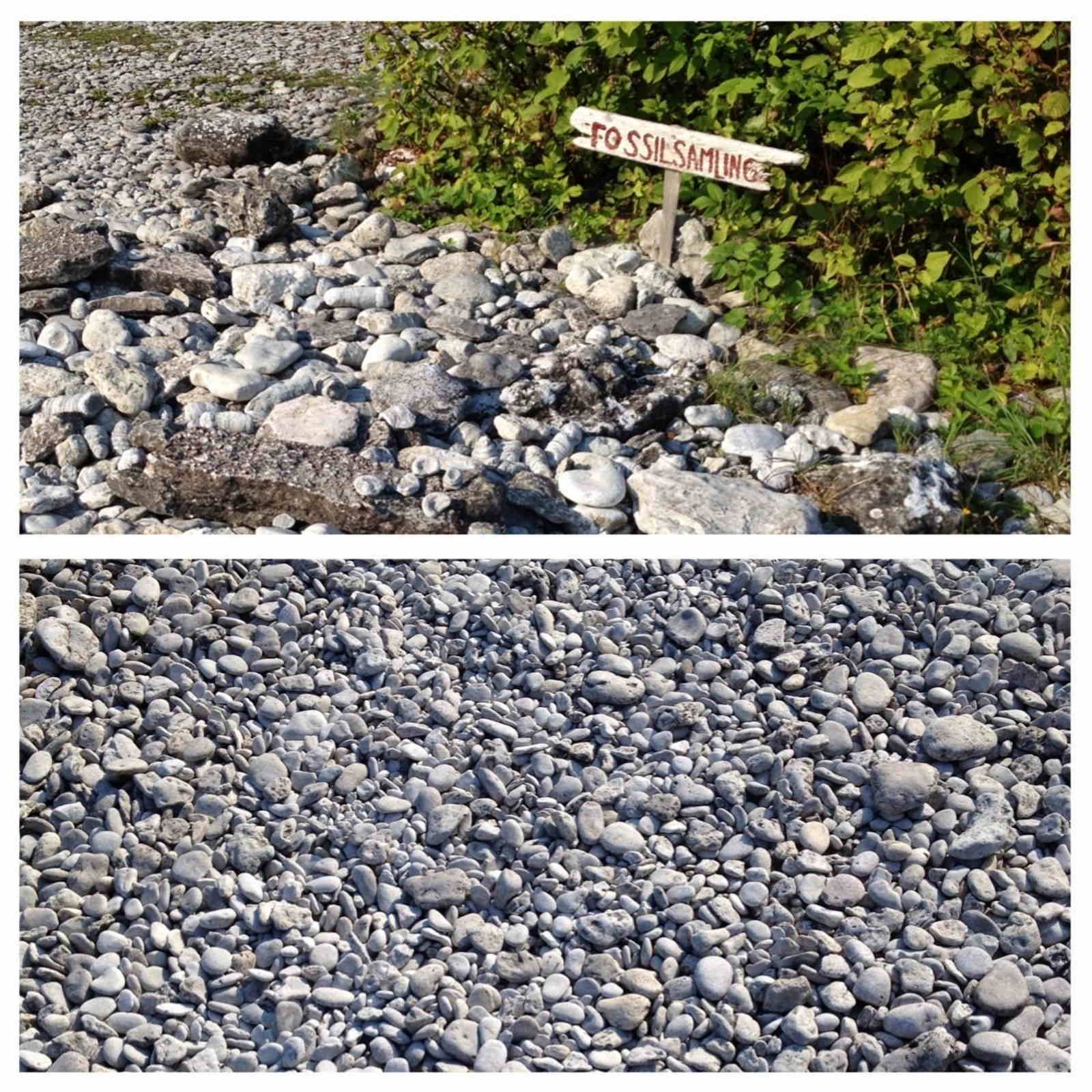 Dormire in un faro in Svezia Raccolta di fossili in Svezia