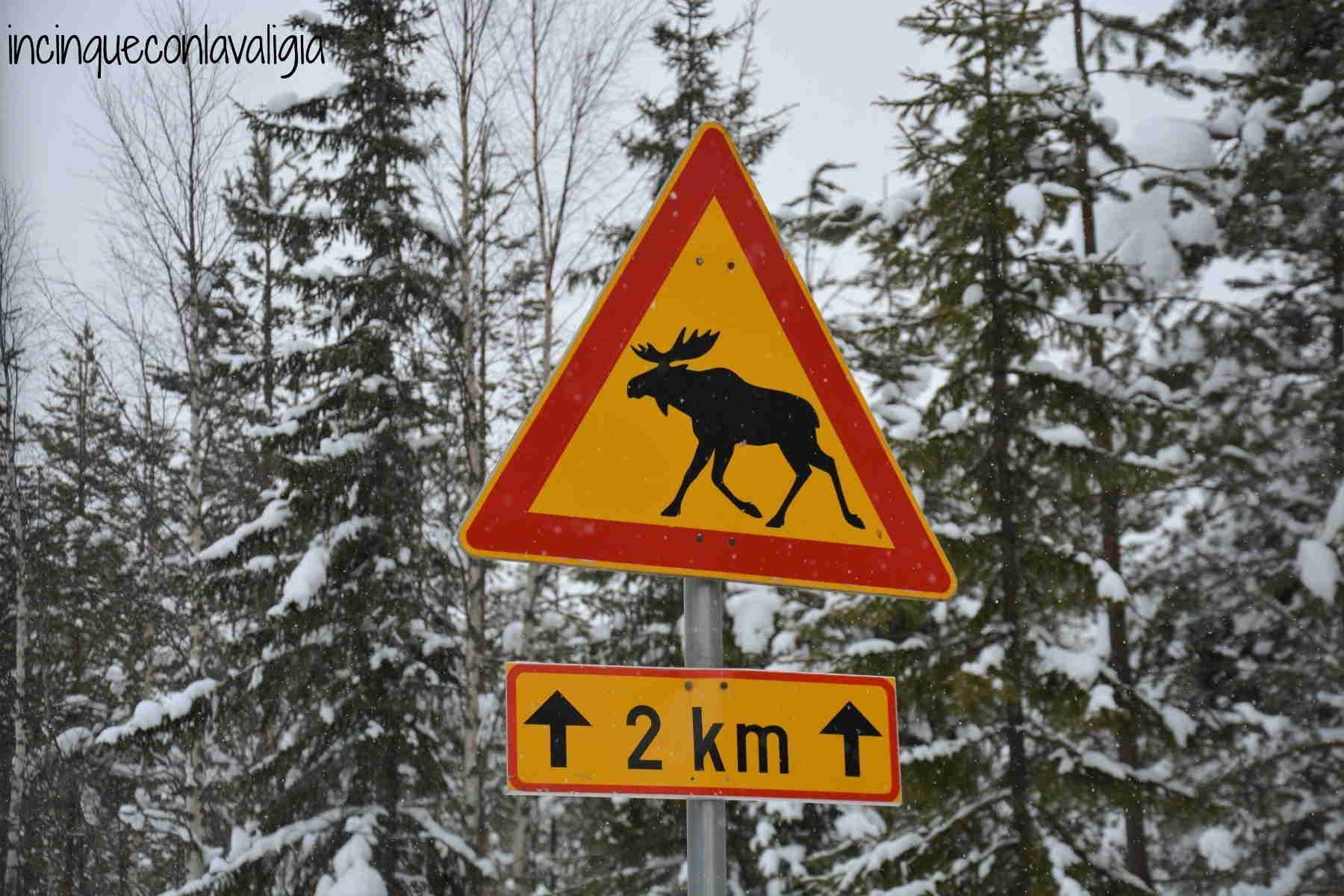 Cartelli pericolo renne sulle strade della Lapponia Cartelli renne Lapponia