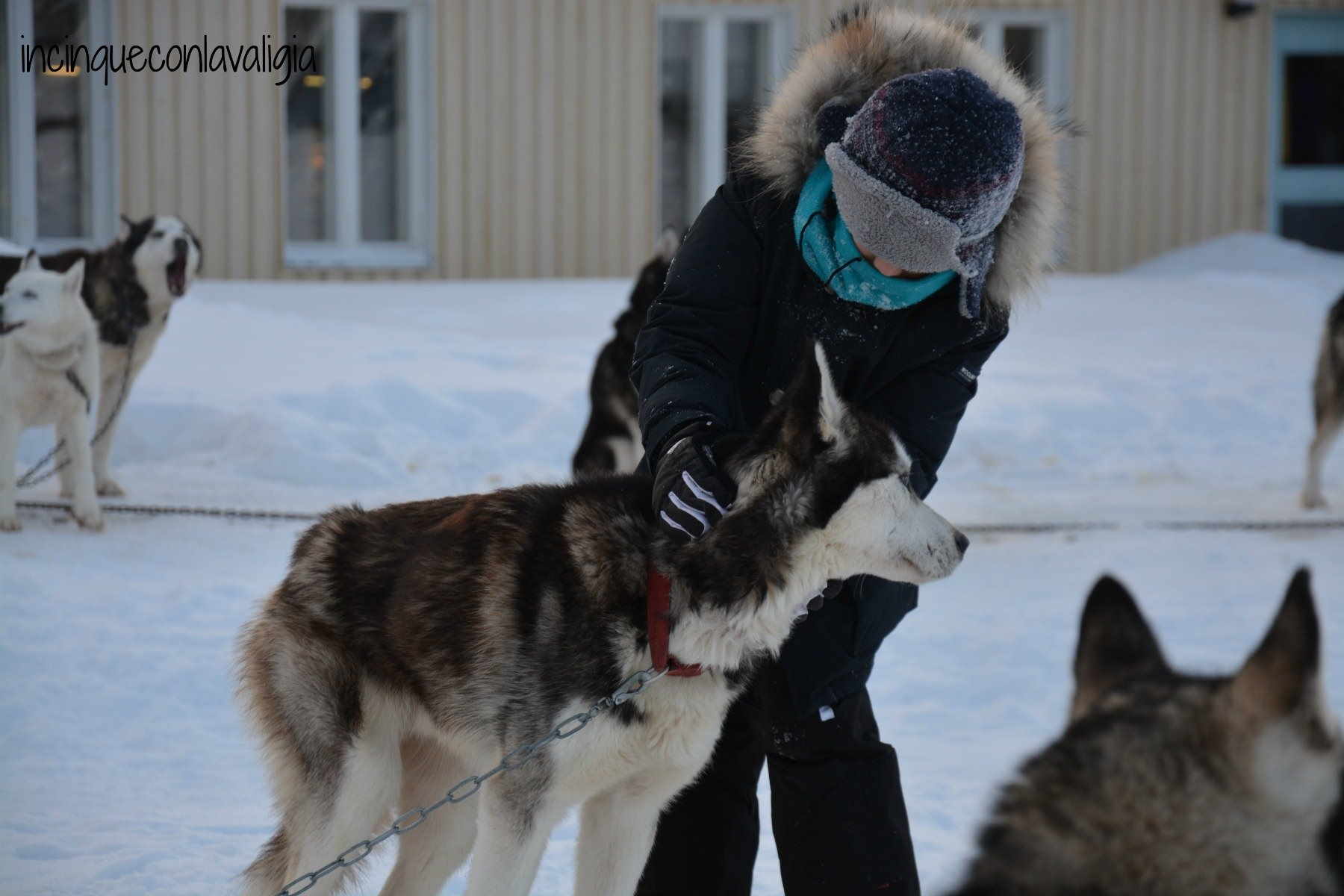 Escursione con gli husky Lapponia con bambini - husky