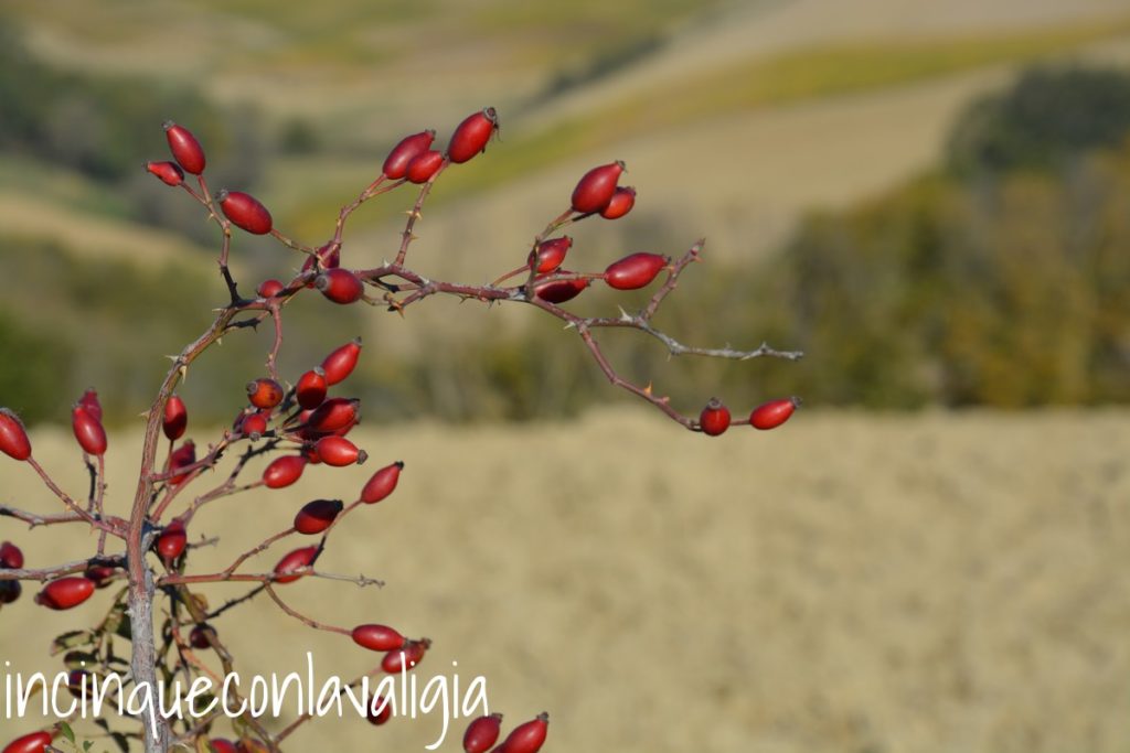 Autunno in Val d'Orcia