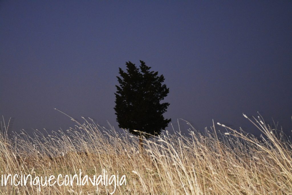 Fermarsi ad ammirare un albero
