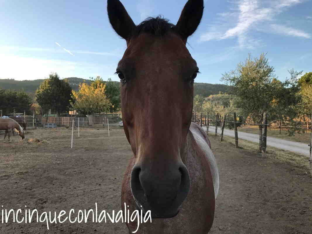 Cavalli in fattoria Agriturismo in Umbria con piscina e animali