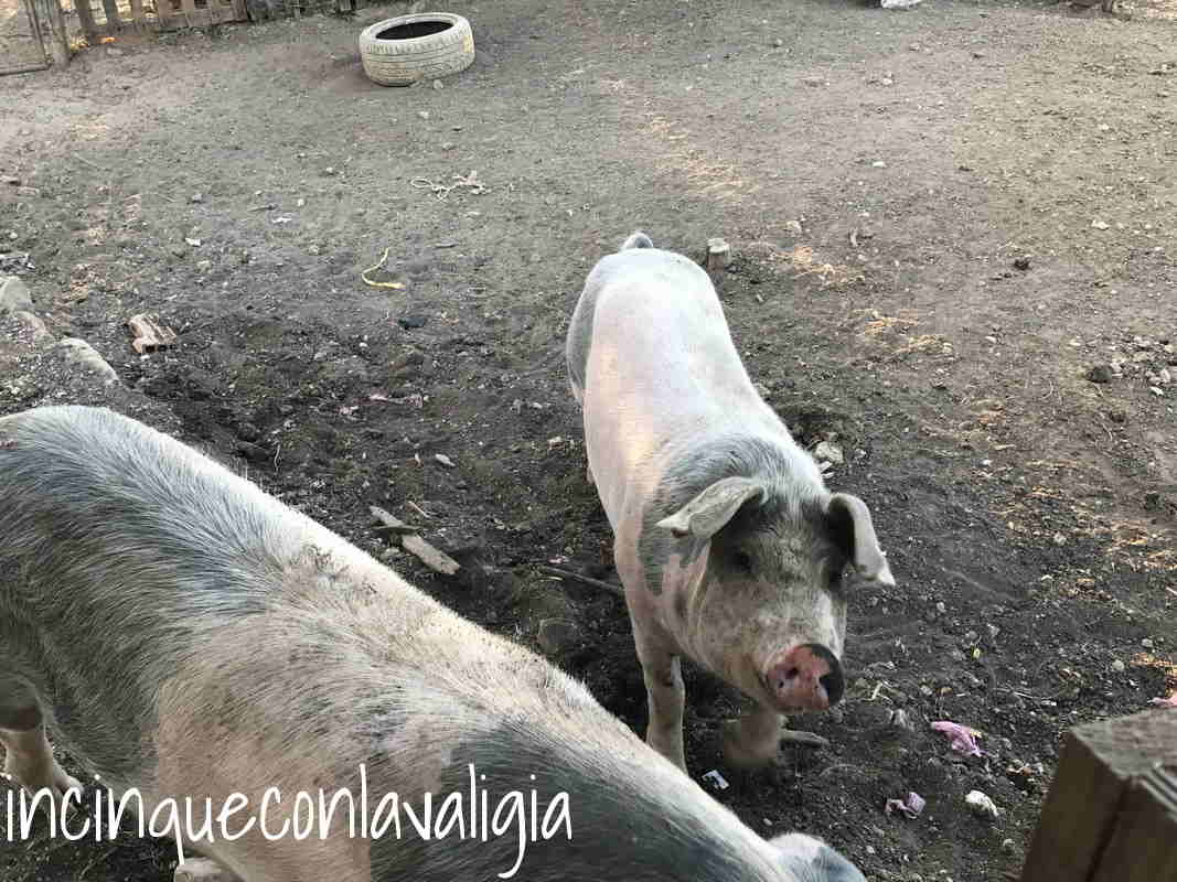 I maiali in fattoria Agriturismo in Umbria con piscina e animali