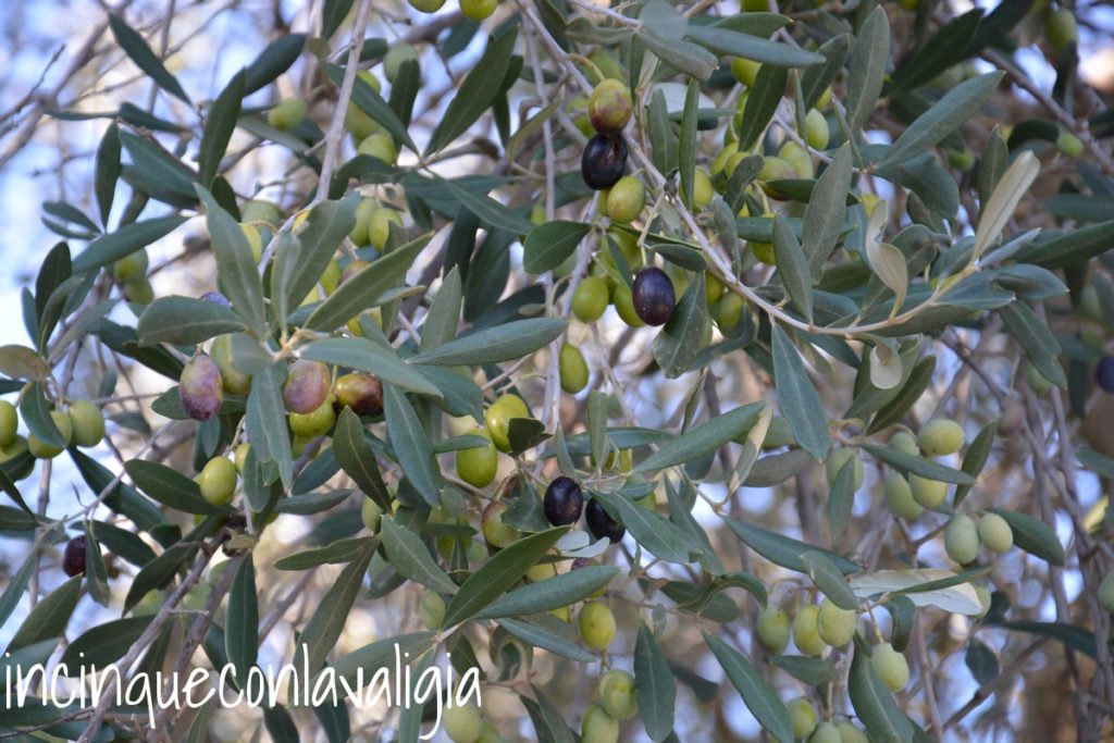 Raccolta delle olive in autunno in Toscana