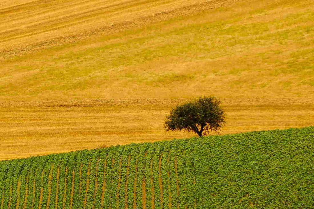 Campi di grano nel Molise Campi di grano nel Molise