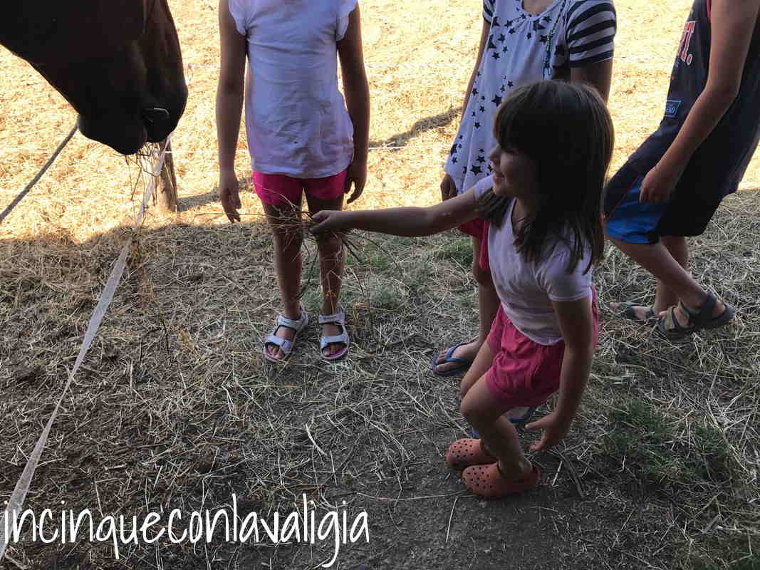 Dar da mangiare agli animali in fattoria Vacanza in fattoria con i bambini