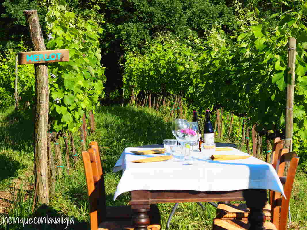 Cenare in mezzo ai filari Atmosfera Pick & Sit