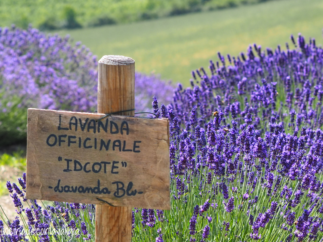 Lavanda officinale Idicote di colore blu Lavanda Idicote Oltrepò pavese