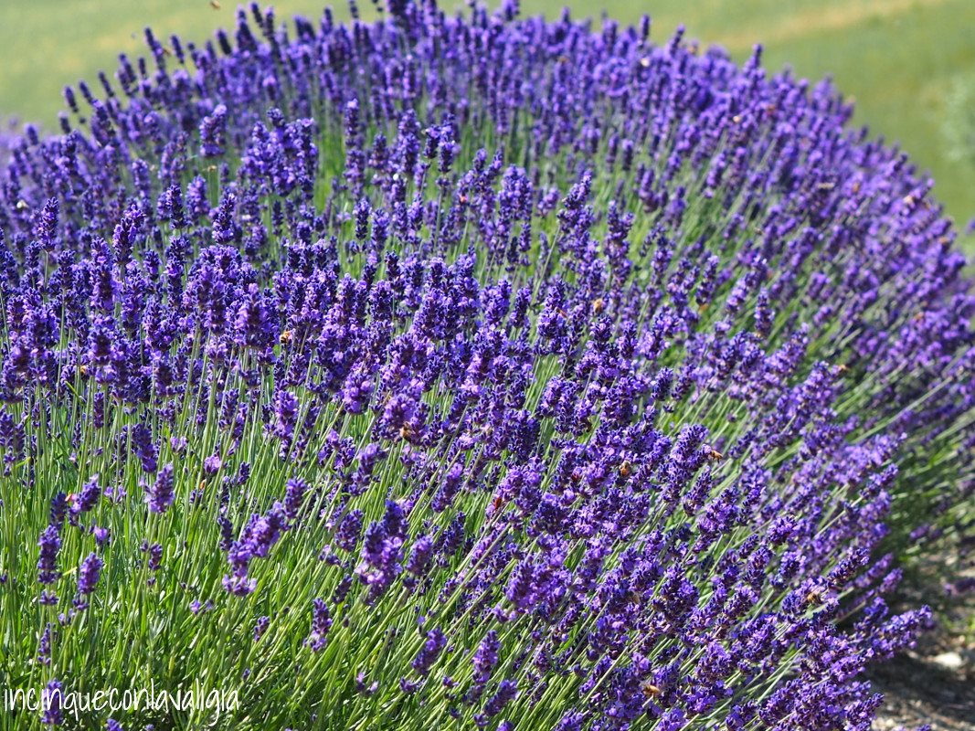 Campo di lavanda in Oltrepò Pavese Dove vedere la lavanda in Lombardia