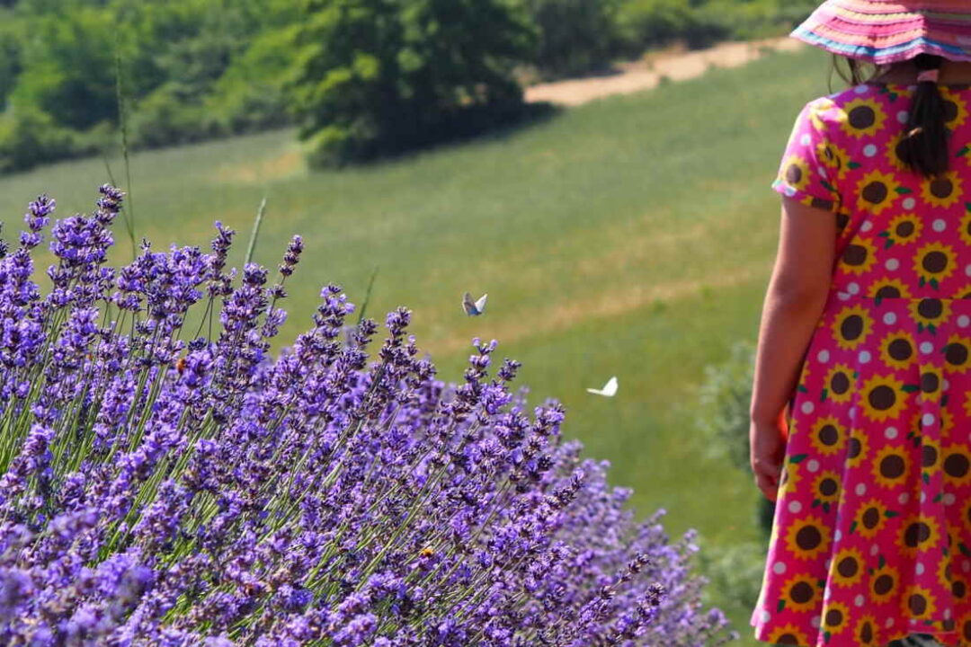 Dove vedere la Lavanda in Lombardia