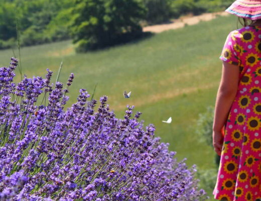 Dove vedere la Lavanda in Lombardia