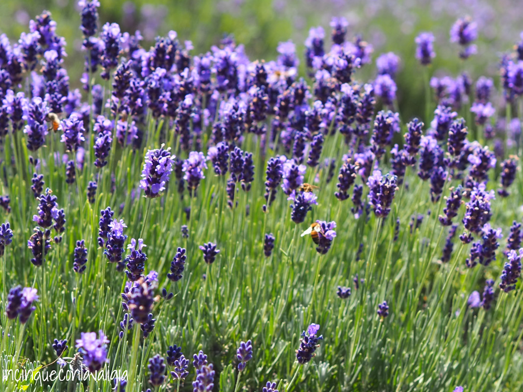 Le api sulla lavanda in fiore Fioritura della lavanda in Lombardia