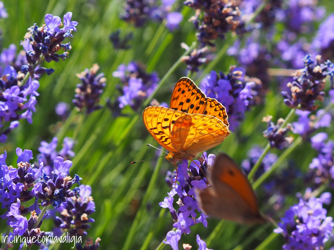 Fioritura della lavanda in Lombardia