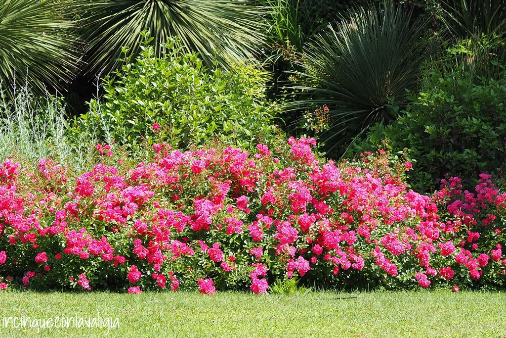 Giardini di Villa Carlotta Giardini di Villa Carlotta