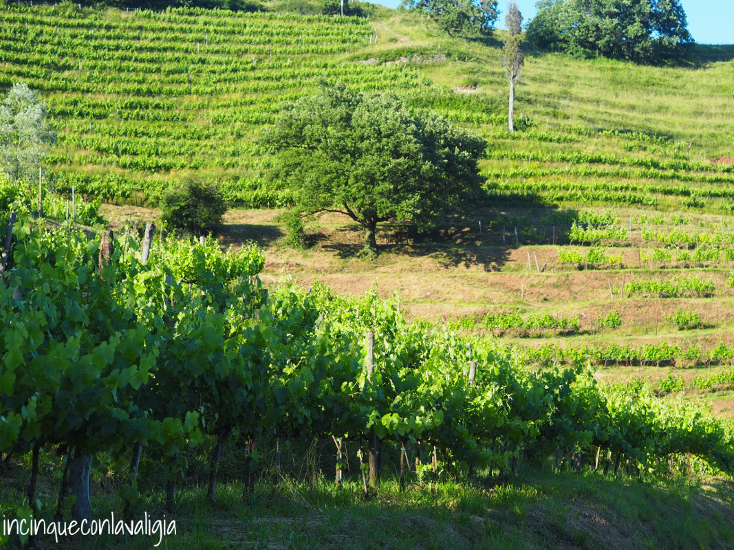 Quercia nel Parco del Curone Grande quercia Curone