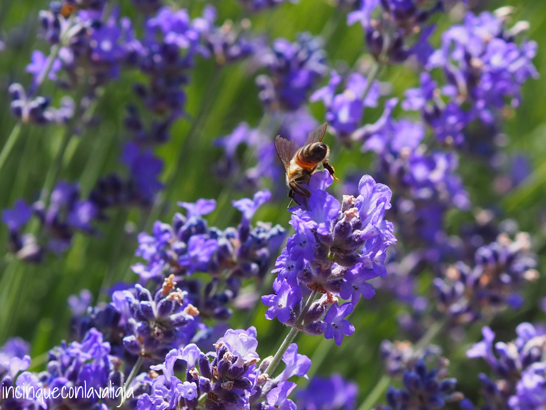 Le api sulla lavanda Le api sulla lavanda