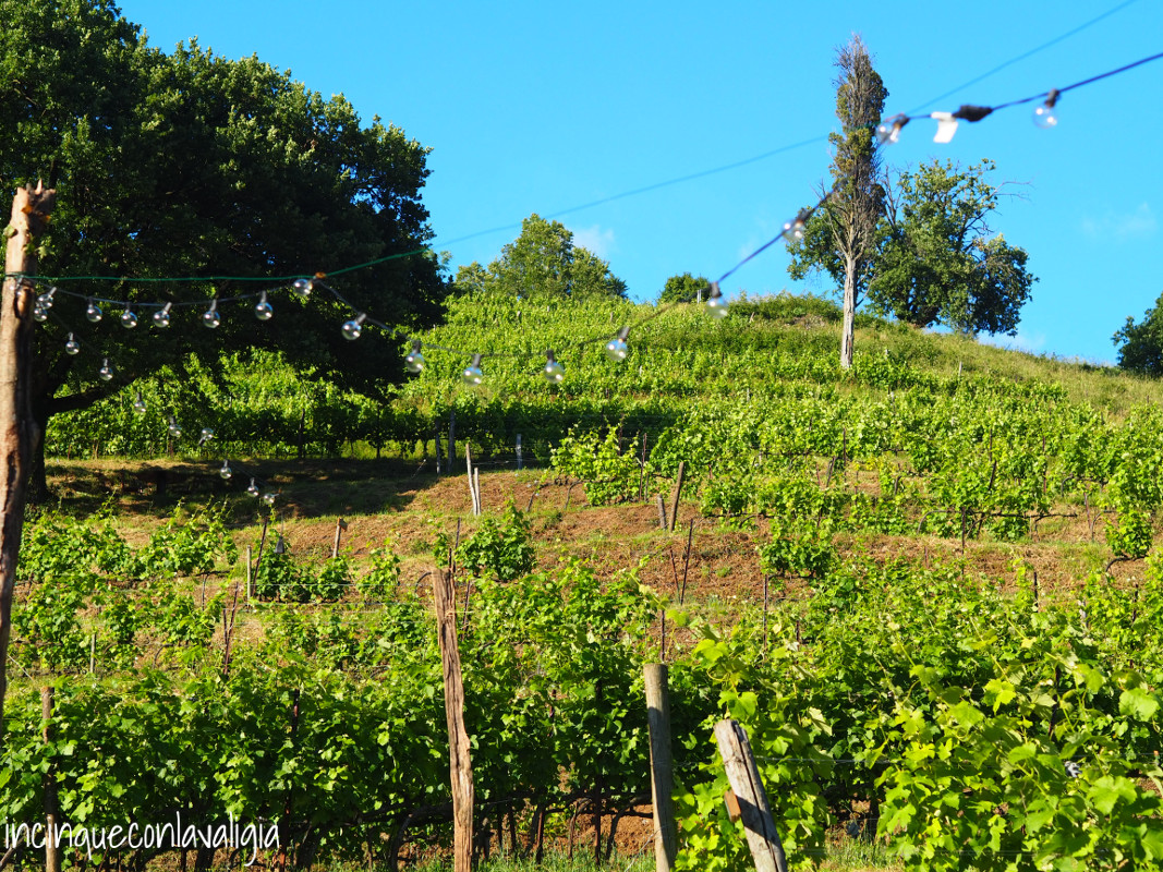 Lucine tra i vigneti I Vigneti del Curone