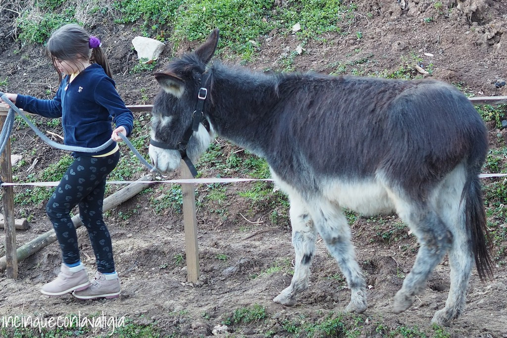 Passeggiate con gli asini nel bosco Trekking con gli asini