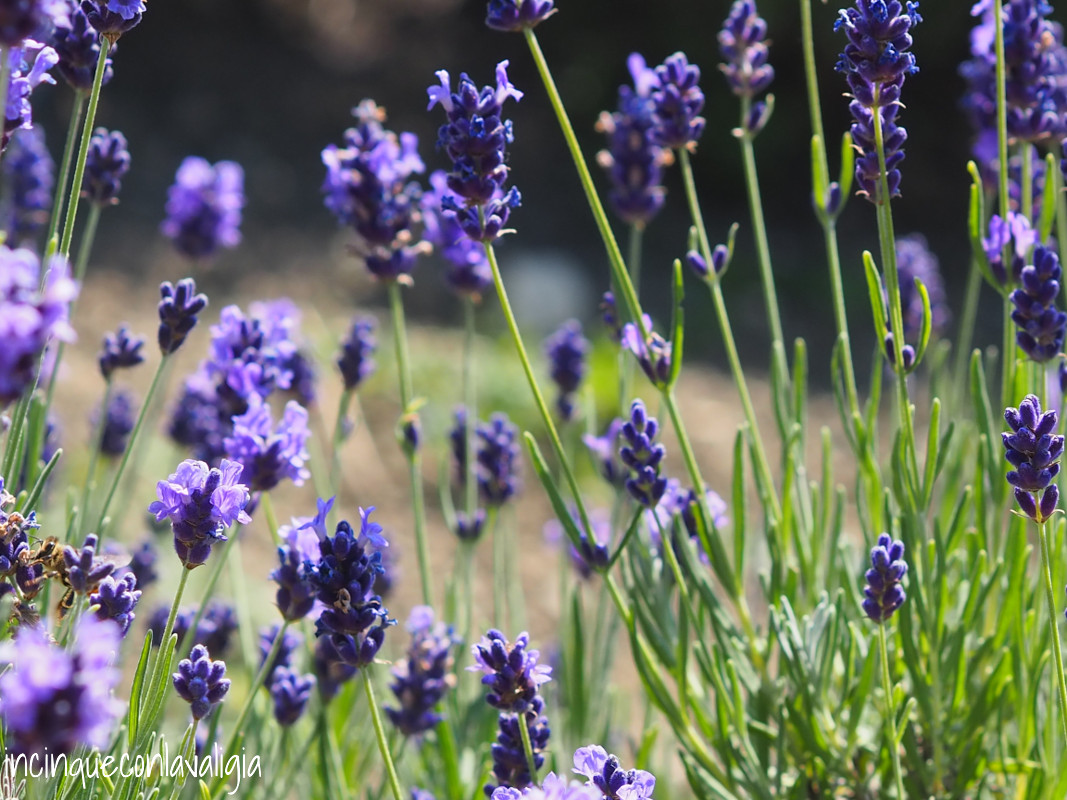 Il colore intenso della lavanda Vedere la lavanda in Lombardia