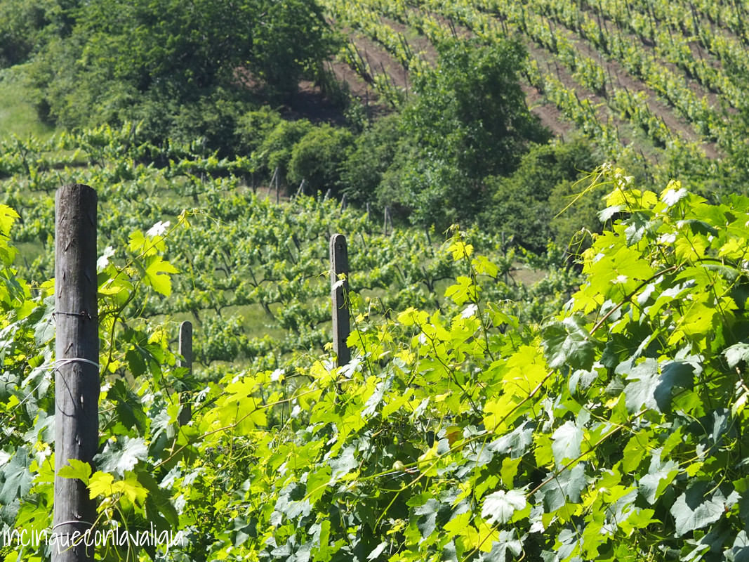 I vigneti dell'Oltrepò Vigneti Oltrepò