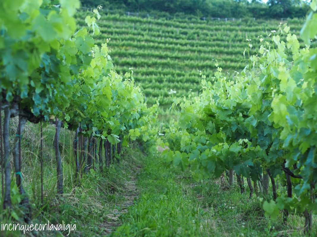 Vigneti Parco del Curone