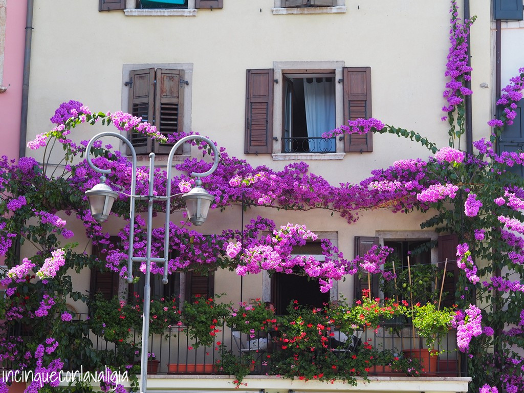 Limone sul Garda bouganville in fiore Bouganville in fiore Limone sul Garda