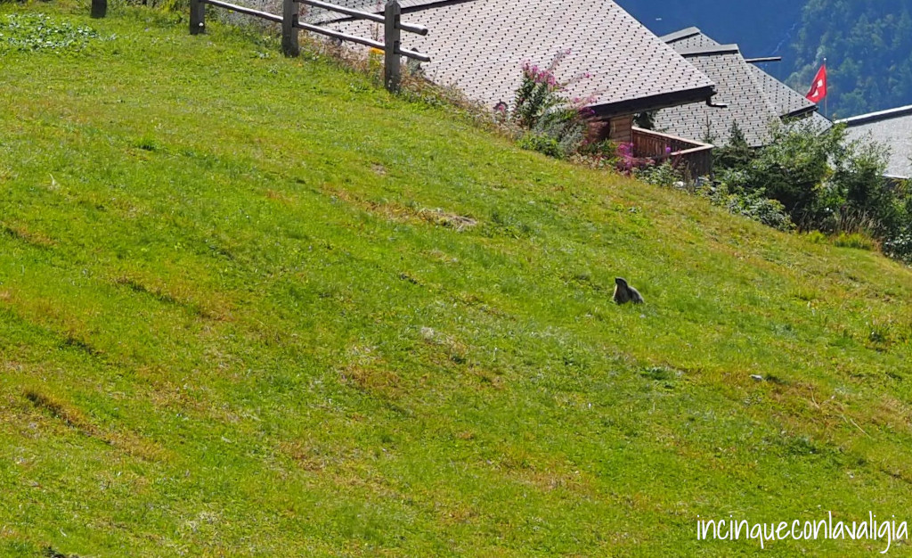 Marmotta sulla Lauchernalp Marmotta Lauchernalp