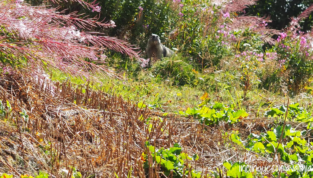 Una marmotta avvistata sull'alpe Lauchernalp marmotta