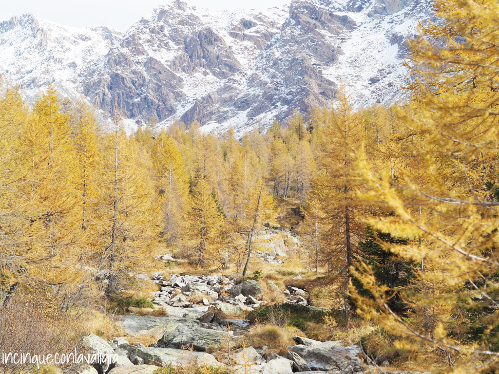 Foliage e neve a Predarossa