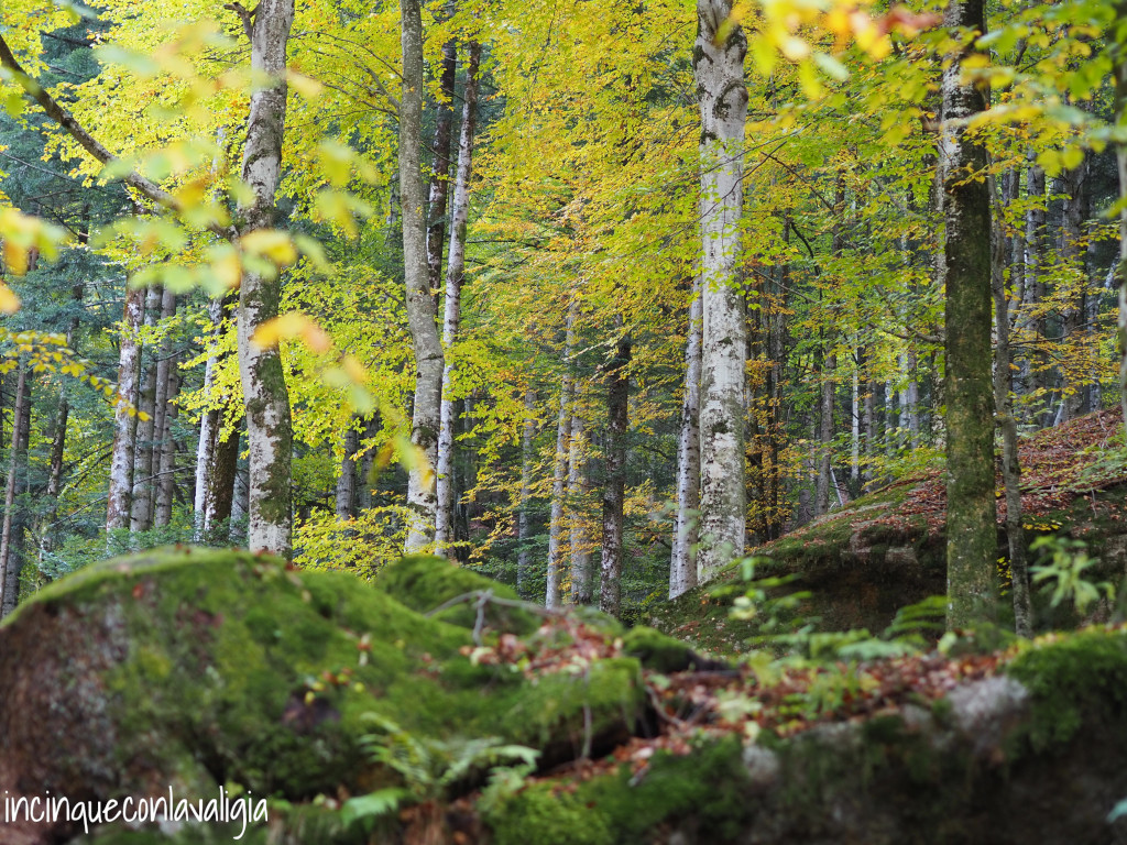 La foresta dei Bagni di Masino