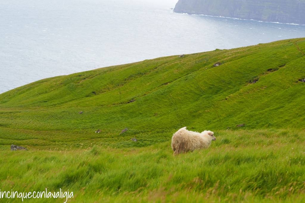 Vento alle Faroe Pecore Isole Faroe
