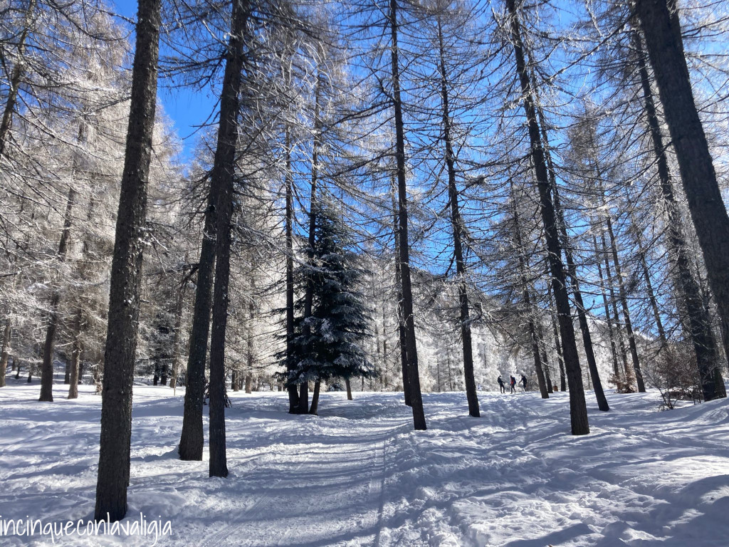 A piedi dall'Alpe Paglio al Pian delle Betulle Sentiero nel bosco da Paglio al Pian delle Betulle