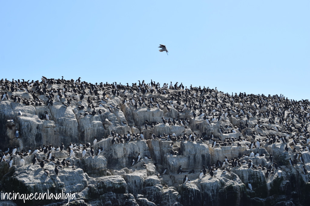 Tantissimi uccelli sulle rocce delle Isole Farne Tantissimi uccelli appollaiati sulle Isole Farne