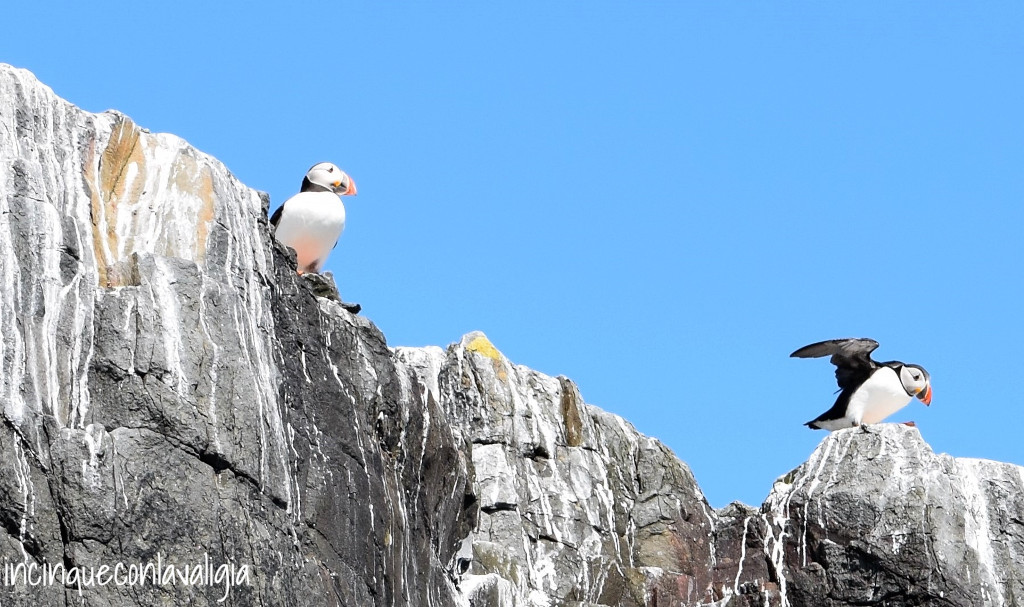 Puffin in Inghilterra