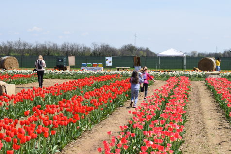 FiorirAnno Campo di Tulipani Cornate d'Adda FiorirAnno campo di tulipani