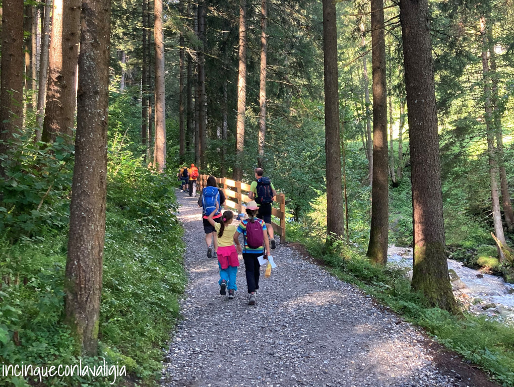 Sentiero nel bosco