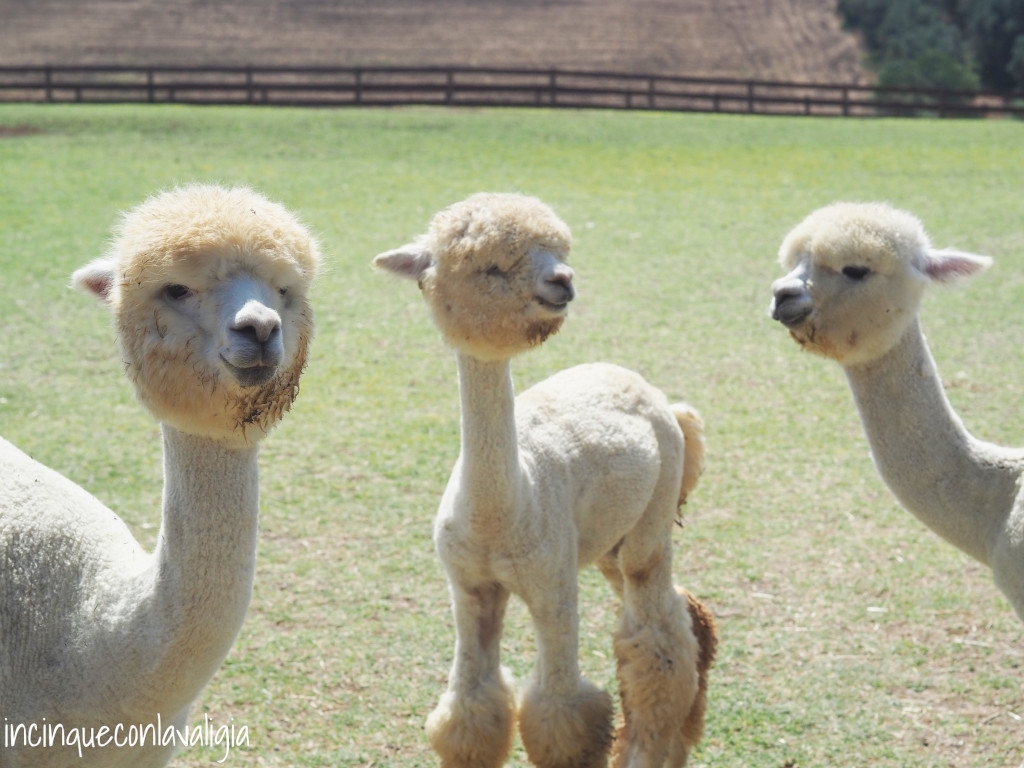 Allevamento Alpaca