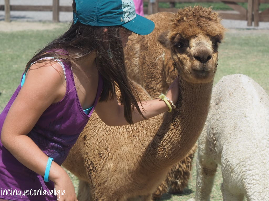Alpaca con bambini Visite guidate alpaca con bambini
