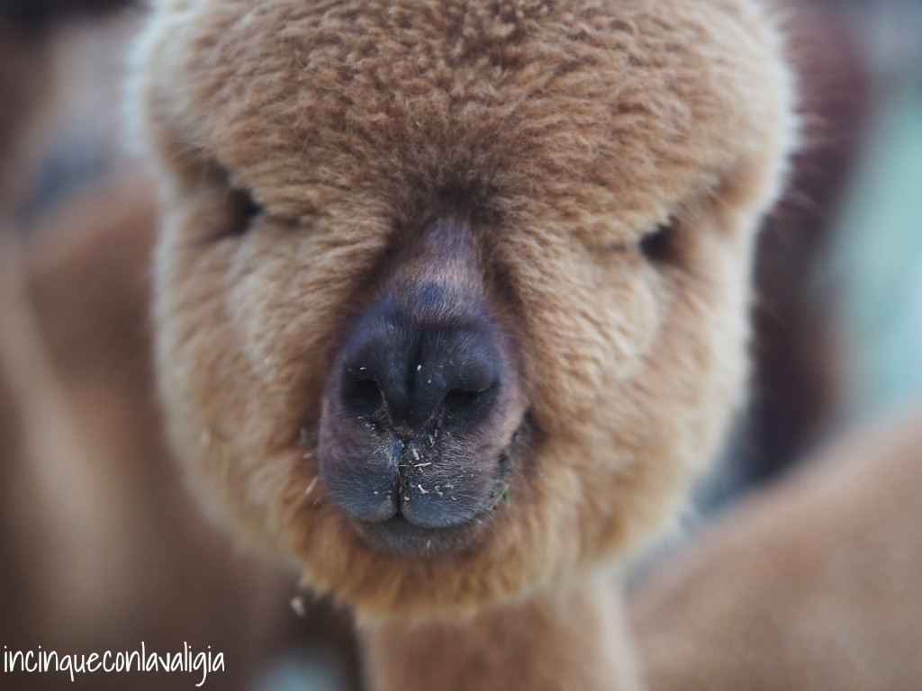 Faccia buffa dell'alpaca Allevamento di alpaca più grande d'Italia