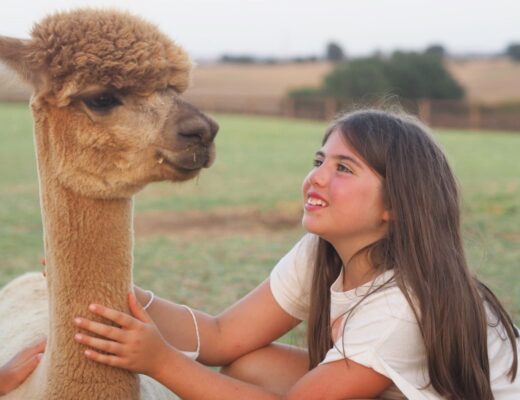 Passeggiate con Alpaca_piani degli Alpaca