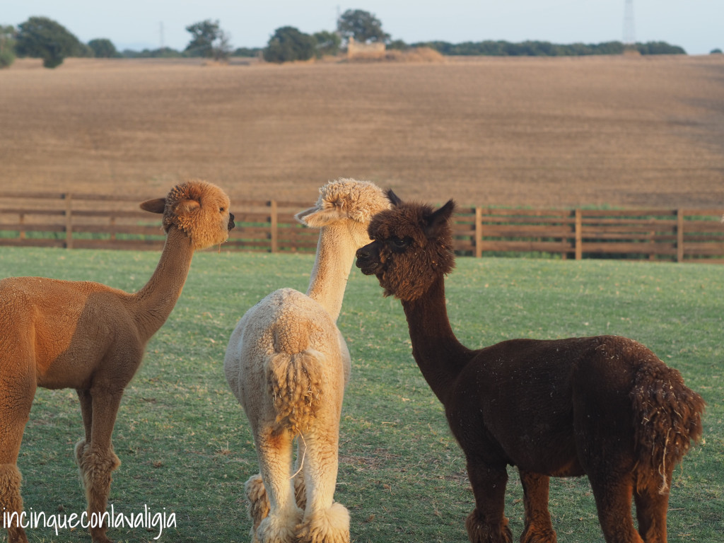 Visite guidate piani degli alpaca Visite guidate Piani degli Alpaca