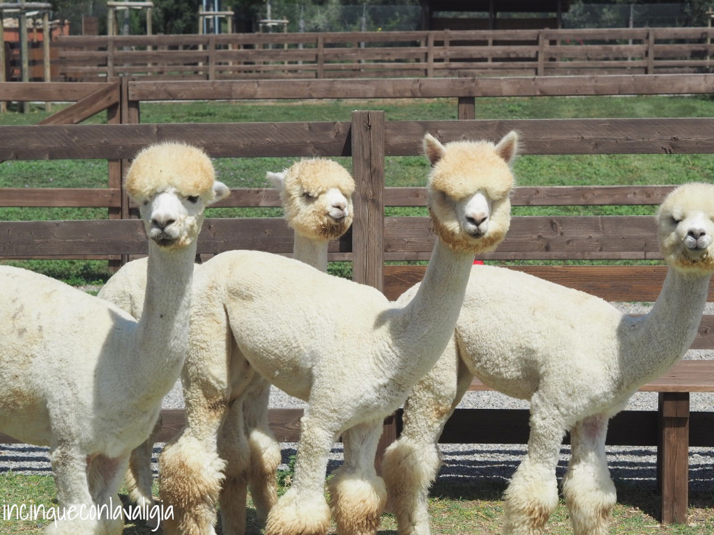Piani degli alpaca allevamento Piani degli alpaca allevamento