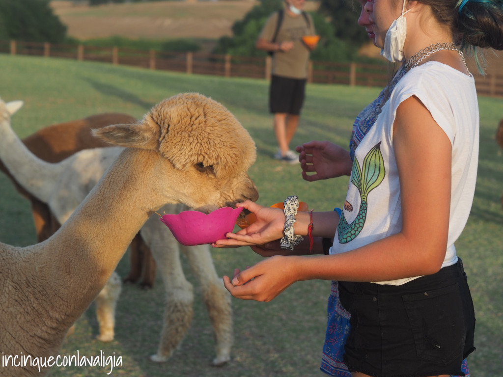 Visite guidate piani degli alpaca