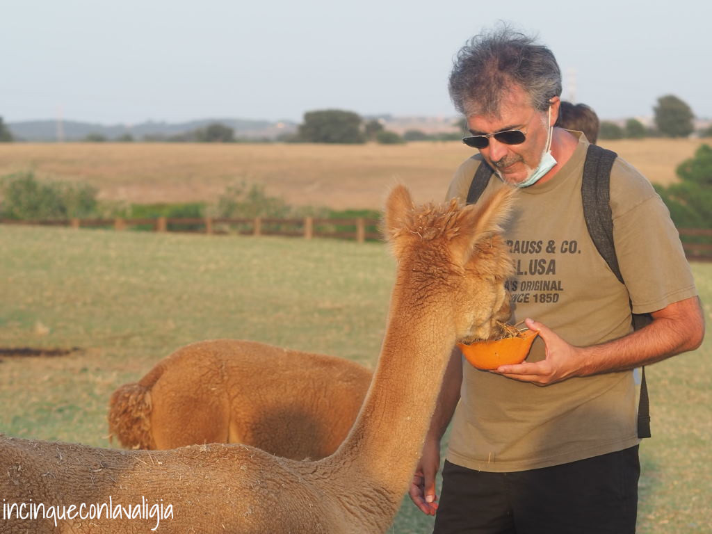 Visite guidate Piani degli Alpaca