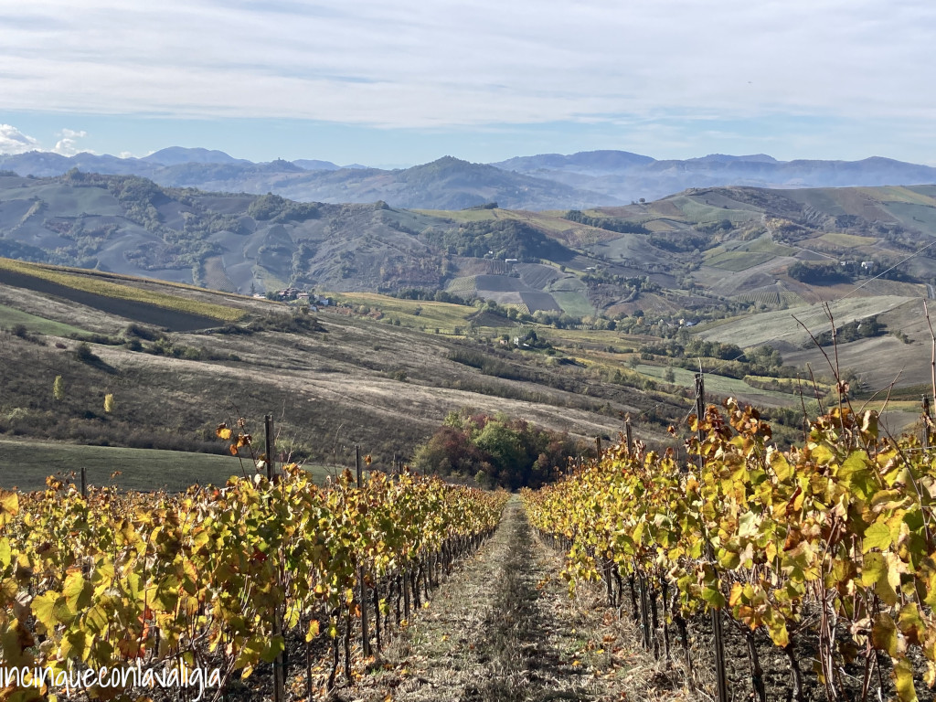 Vigneti a perdita d'occhio_Oltrepò Pavese