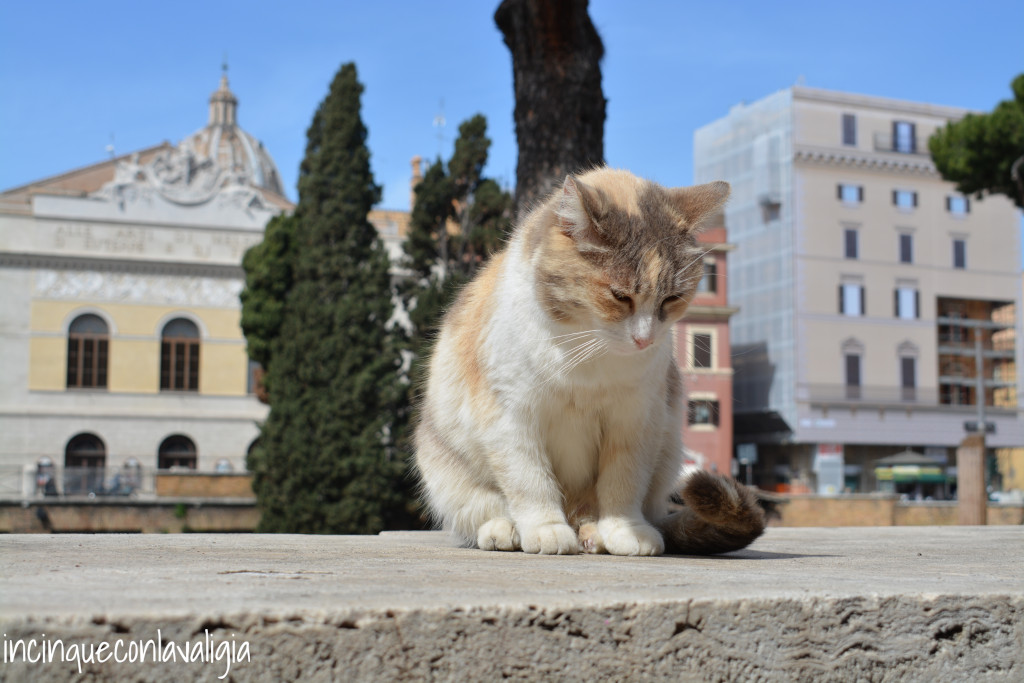 La colonia di gatti di Largo Argentina