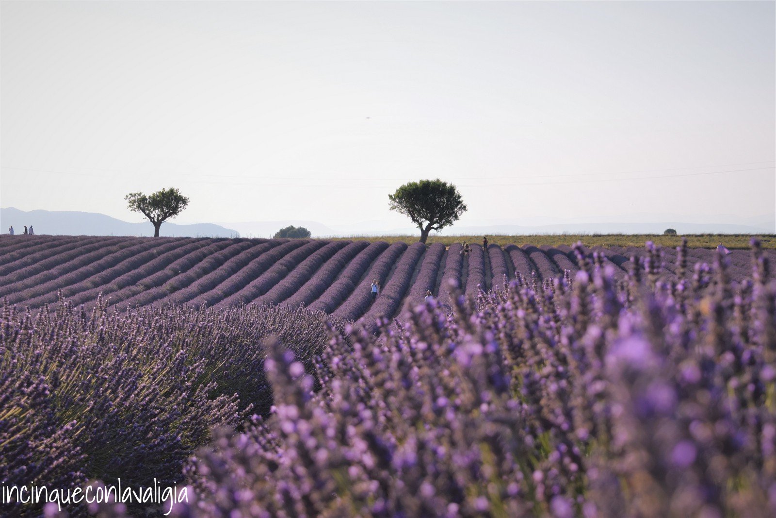 Campi di lavanda sul Plateau de Valensole Itinerario Lavanda in Provenza Valensole