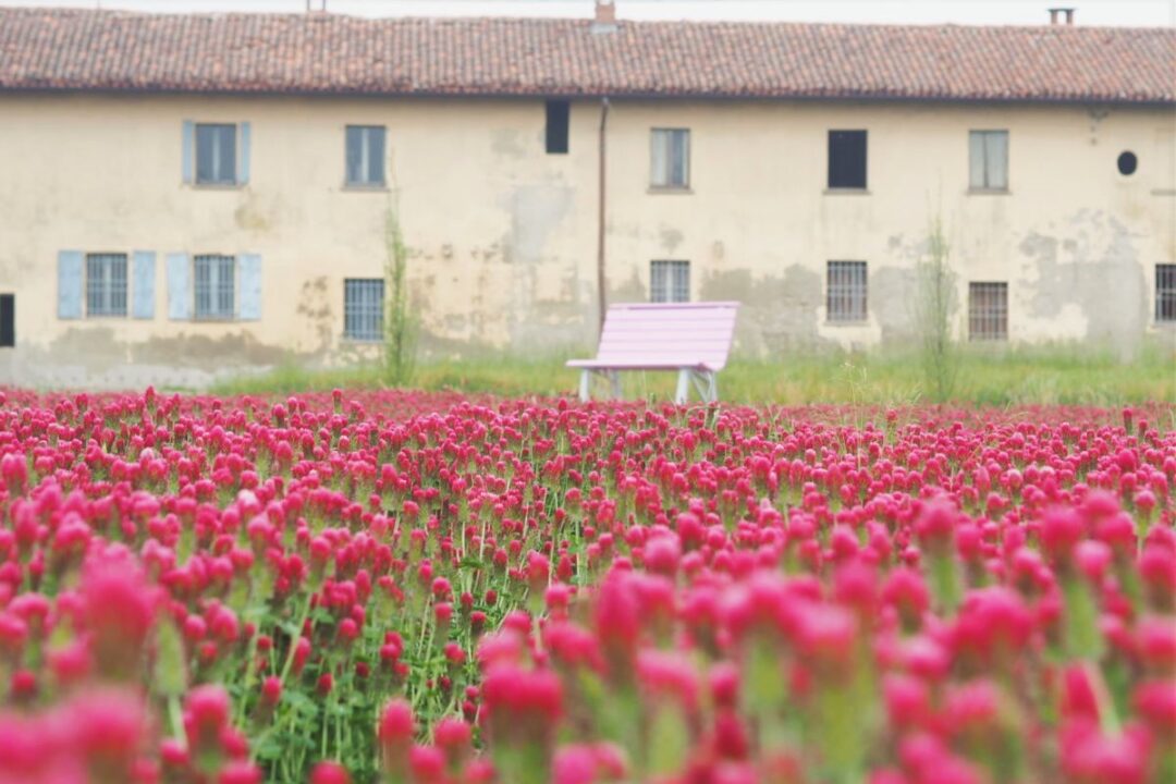 Fioritura trifoglio rosso Milano